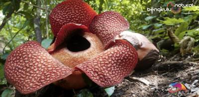 BUNGA RAFLESSIA